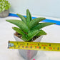 Sansevieria Supper Chubby (AC59) | Imported Snake Plants
