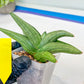Sansevieria Supper Chubby (AC59) | Imported Snake Plants