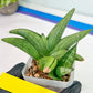 Sansevieria Supper Chubby (AC59) | Imported Snake Plants