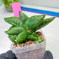 sansevieria Pum Pui (AC60) | Rare Snake Plant