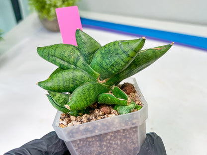 sansevieria Pum Pui (AC60) | Rare Snake Plant