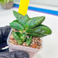 sansevieria Pum Pui (AC60) | Rare Snake Plant