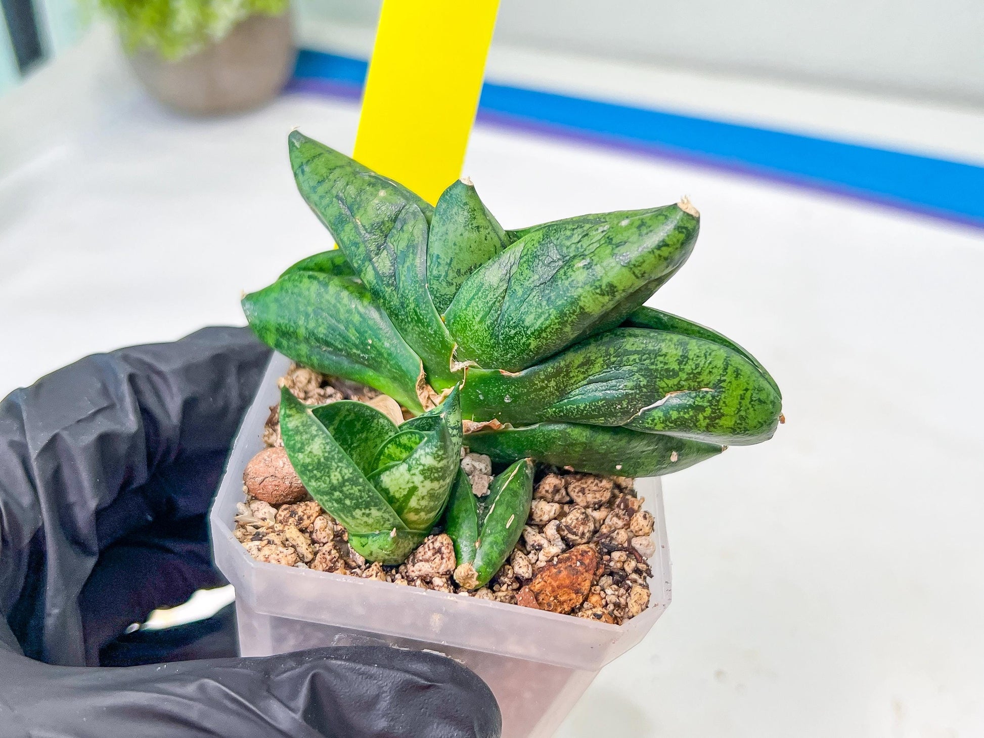 sansevieria Pum Pui (AC60) | Rare Snake Plant