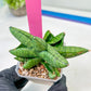 sansevieria Pum Pui (AC60) | Rare Snake Plant