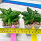 sansevieria Pum Pui (AC60) | Rare Snake Plant