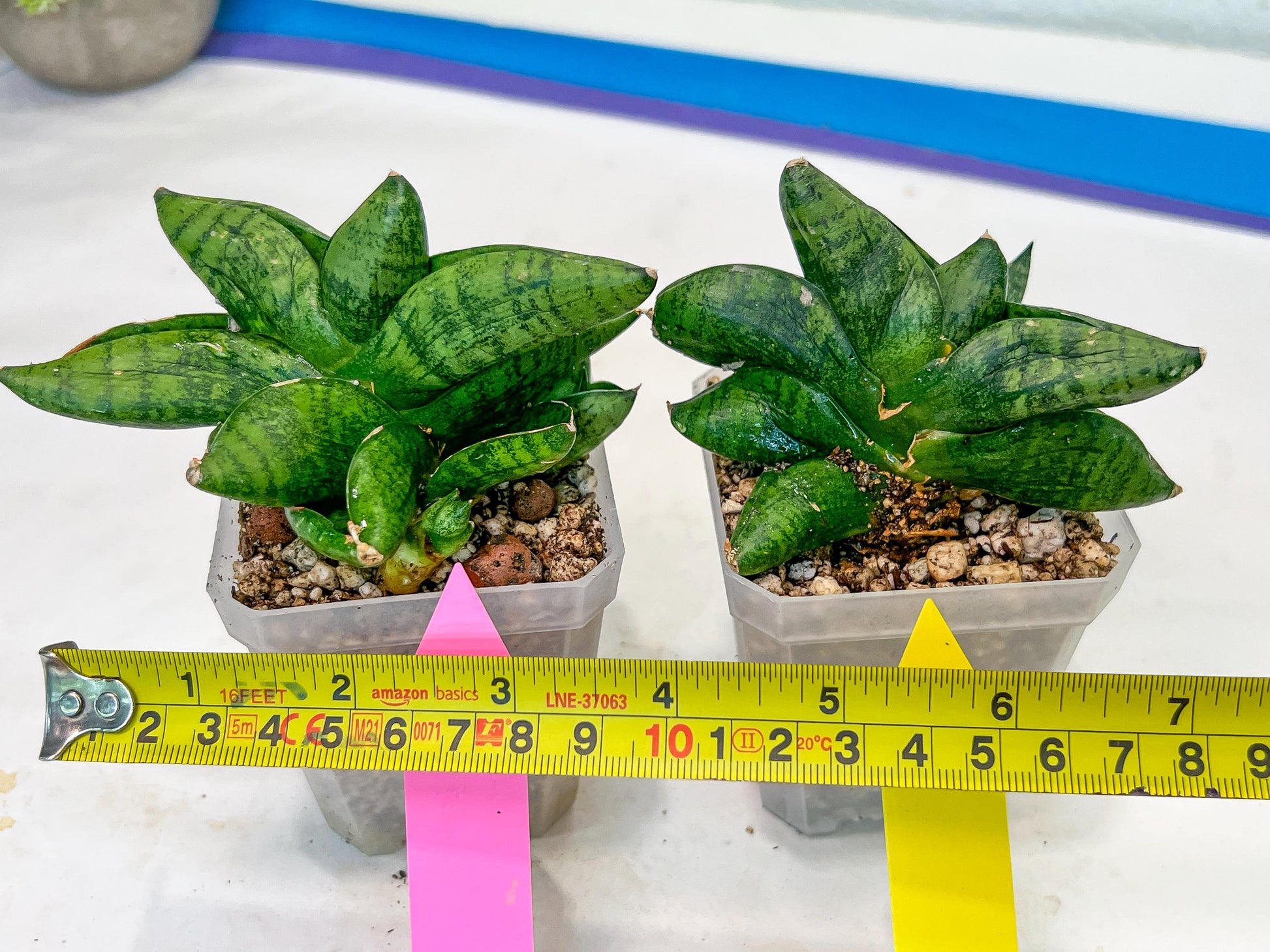 sansevieria Pum Pui (AC60) | Rare Snake Plant