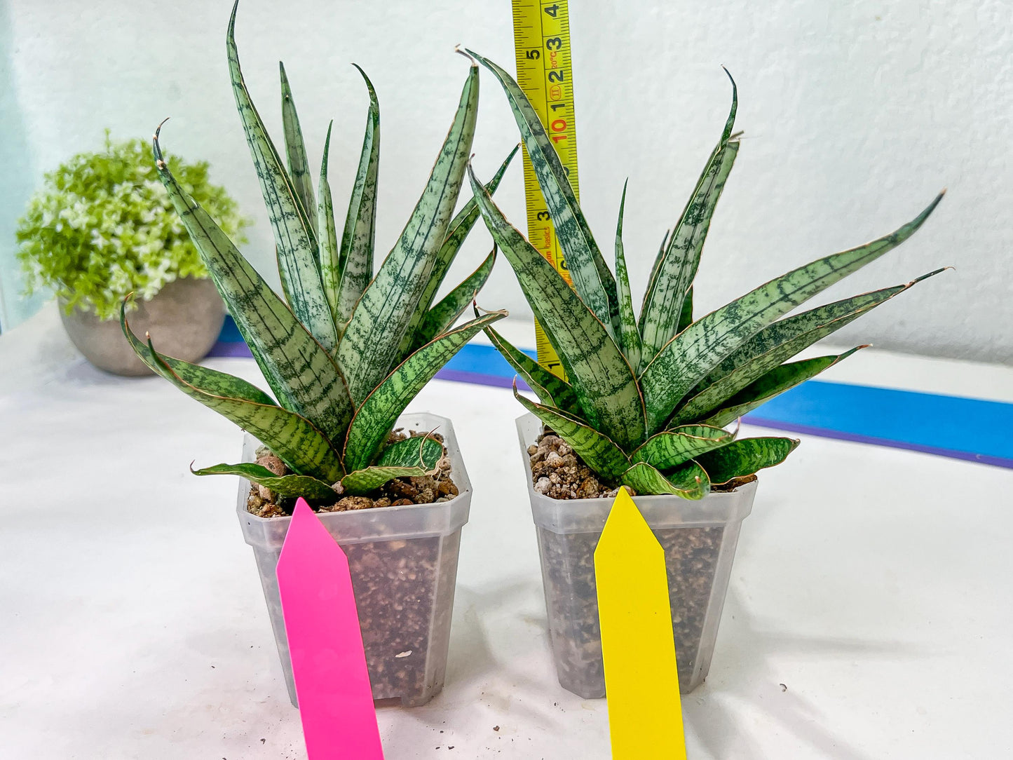 sansevieria Sweet Celery (AC62) | Rare Snake Plant