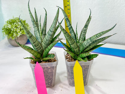 sansevieria Sweet Celery (AC62) | Rare Snake Plant