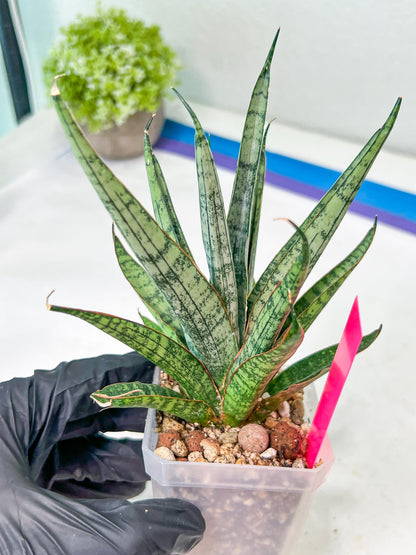 sansevieria Sweet Celery (AC62) | Rare Snake Plant