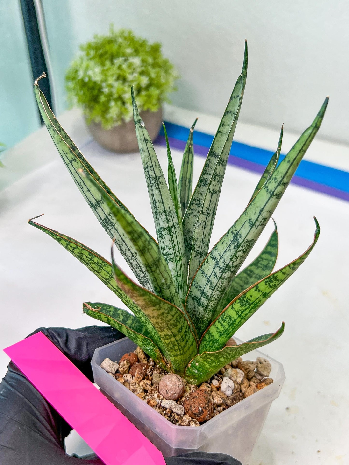 sansevieria Sweet Celery (AC62) | Rare Snake Plant