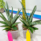 sansevieria Sweet Celery (AC62) | Rare Snake Plant
