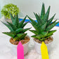Sansevieria Boi Boi (AC63) | Imported Snake Plant