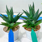 Sansevieria Boi Boi (AC63) | Imported Snake Plant