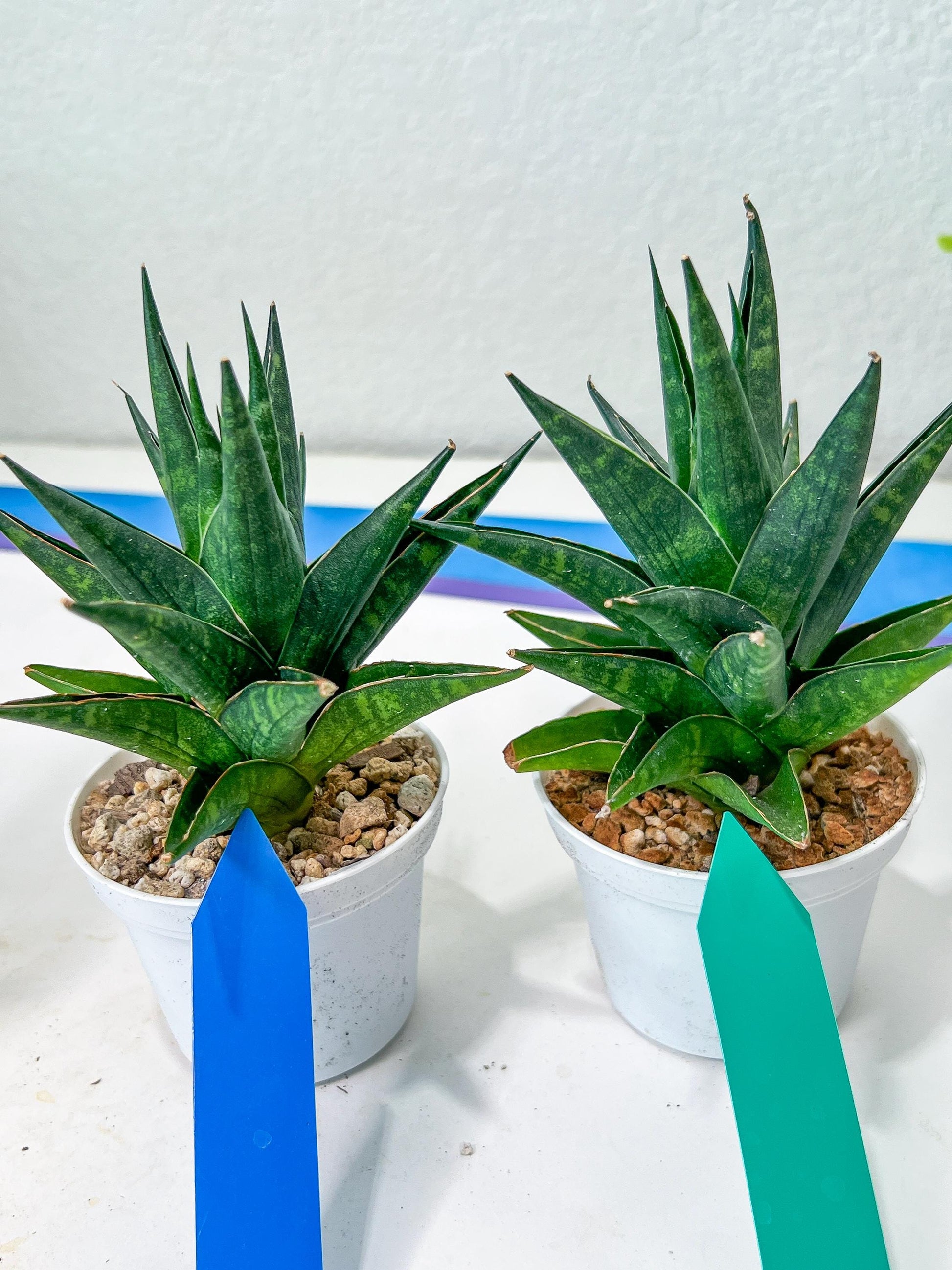 Sansevieria Boi Boi (AC63) | Imported Snake Plant