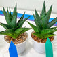 Sansevieria Boi Boi (AC63) | Imported Snake Plant