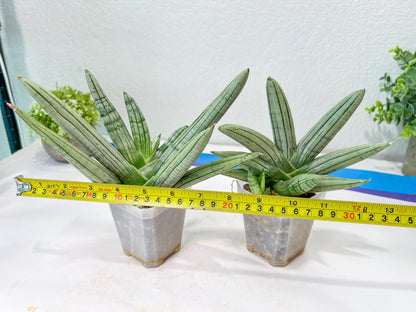 Sansevieria Silver Giant | Imported Snake Plants