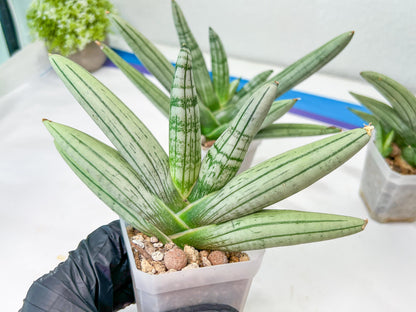 Sansevieria Silver Giant | Imported Snake Plants