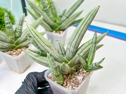 Sansevieria Silver Giant | Imported Snake Plants