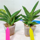 Sansevieria Virdi lisciu XL (#A3) | Imported Plants | Rare Hybrid Species