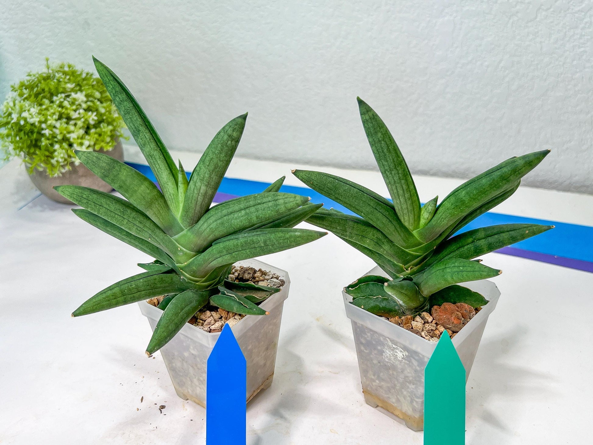Sansevieria Virdi lisciu XL (#A3) | Imported Plants | Rare Hybrid Species