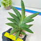 Sansevieria Virdi lisciu XL (#A3) | Imported Plants | Rare Hybrid Species