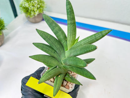 Sansevieria Virdi lisciu XL (#A3) | Imported Plants | Rare Hybrid Species