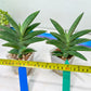 Sansevieria Virdi lisciu XL (#A3) | Imported Plants | Rare Hybrid Species