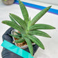 Sansevieria Virdi lisciu XL (#A3) | Imported Plants | Rare Hybrid Species