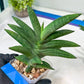 Sansevieria Virdi lisciu XL (#A3) | Imported Plants | Rare Hybrid Species