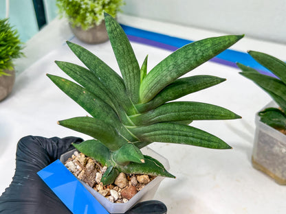 Sansevieria Virdi lisciu XL (#A3) | Imported Plants | Rare Hybrid Species