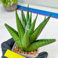 Sansevieria Nakhon luang (#A3) | Select Your Unique Exotic Plant
