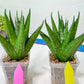 Sansevieria Nakhon luang (#A3) | Select Your Unique Exotic Plant