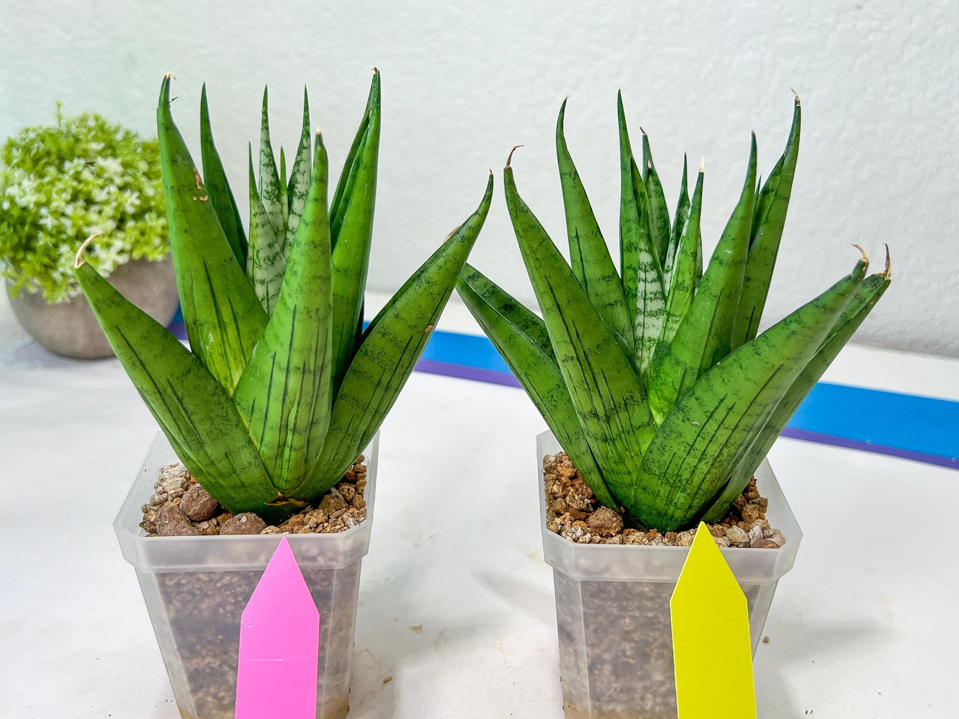 Sansevieria Nakhon luang (#A3) | Select Your Unique Exotic Plant
