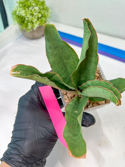 Sansevieria Rosalie (#A3) | Rare Imported House Plants