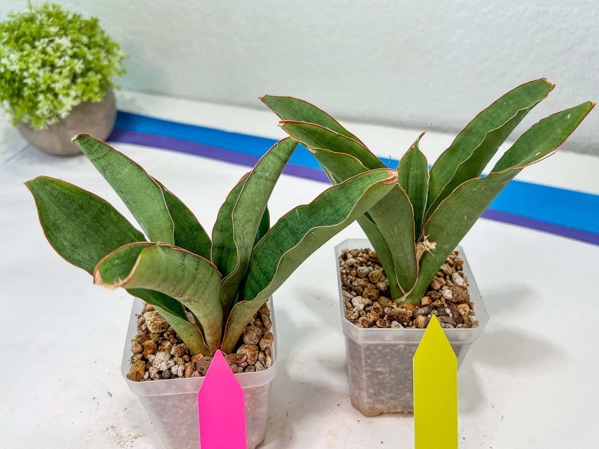 Sansevieria Rosalie (#A3) | Rare Imported House Plants