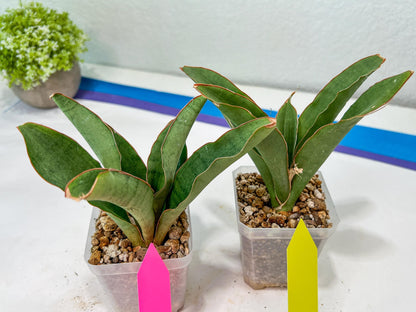 Sansevieria Rosalie (#A3) | Rare Imported House Plants
