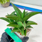 Sansevieria Hybrid Maya (#A4) | Imported Plants | Rare Hybrid Species