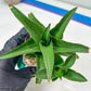 Sansevieria Hybrid Maya (#A4) | Imported Plants | Rare Hybrid Species