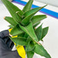 Sansevieria Hybrid Maya (#A4) | Imported Plants | Rare Hybrid Species