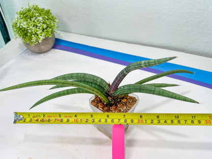 Sansevieria Terung Muda (#A4) | Rare Imported House Plants