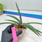 Sansevieria Terung Muda (#A4) | Rare Imported House Plants