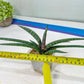 Sansevieria Terung Muda (#A4) | Rare Imported House Plants