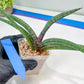 Sansevieria Terung Muda (#A4) | Rare Imported House Plants