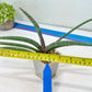 Sansevieria Terung Muda (#A4) | Rare Imported House Plants