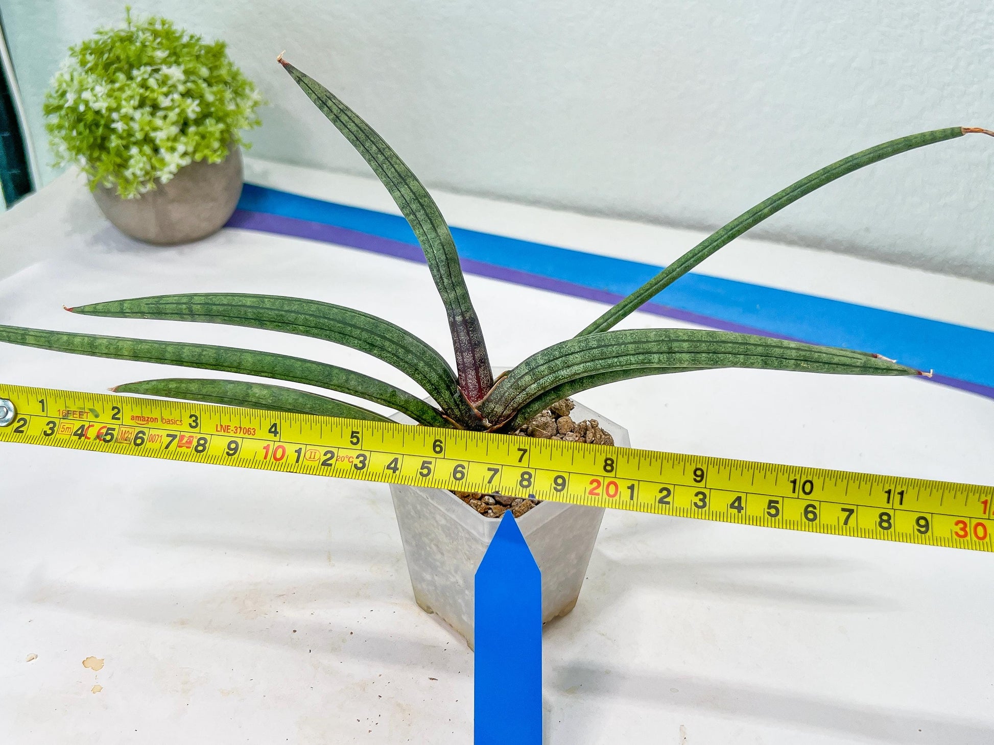 Sansevieria Terung Muda (#A4) | Rare Imported House Plants
