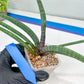 Sansevieria Terung Muda (#A4) | Rare Imported House Plants