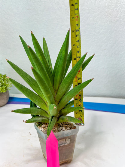 Sansevieria Repeta (C6) | Imported Plants | Rare Hybrid Species