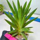 Sansevieria Repeta (C6) | Imported Plants | Rare Hybrid Species