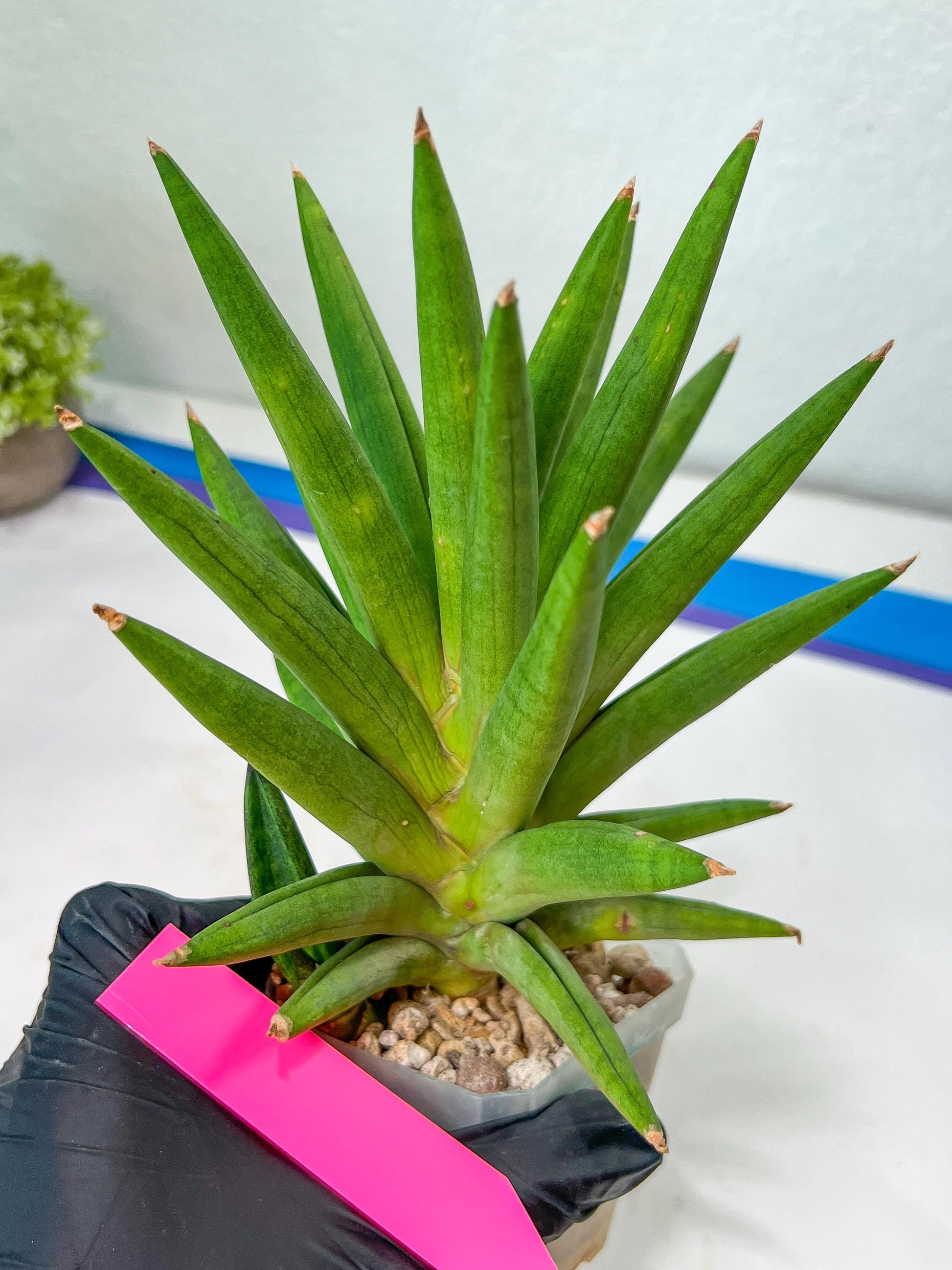Sansevieria Repeta (C6) | Imported Plants | Rare Hybrid Species
