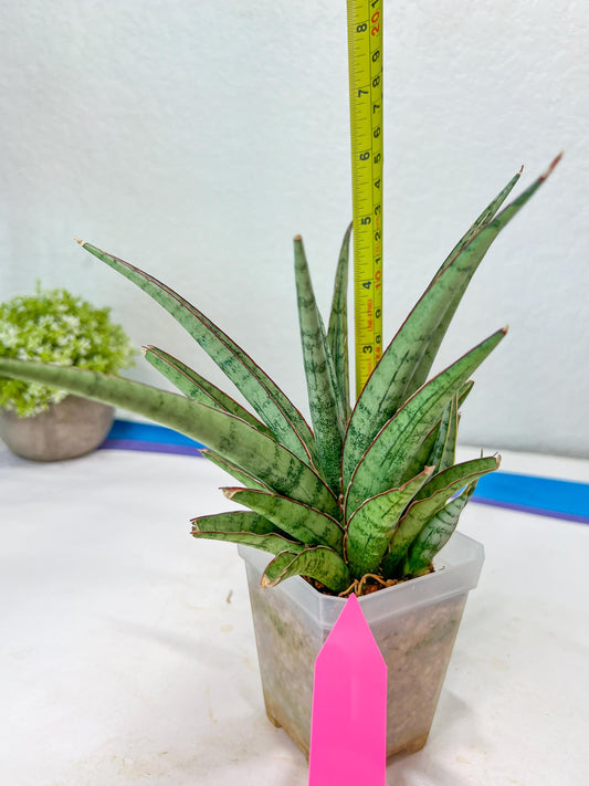 Sansevieria Crown up (#C6) | Imported Plants | Rare Hybrid Species